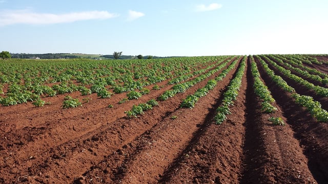 DAFM: €19m paid out to horticulture sector in 2024
