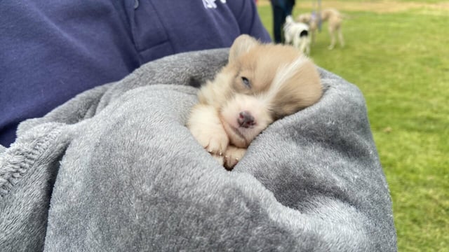 ISPCA launches 'Cruelty No More' campaign