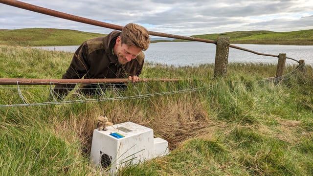Traps to catch ferrets placed on Rathlin Island