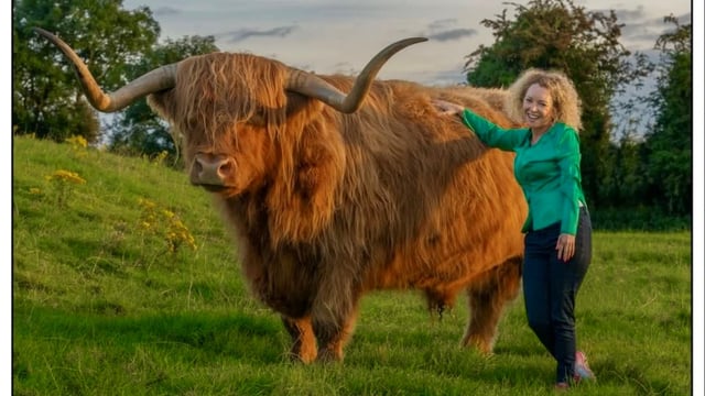 Show and sale of 'rare breed' cattle event set for Stranorlar