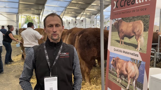 Video: French firm supplying Limousin genetics to Ireland