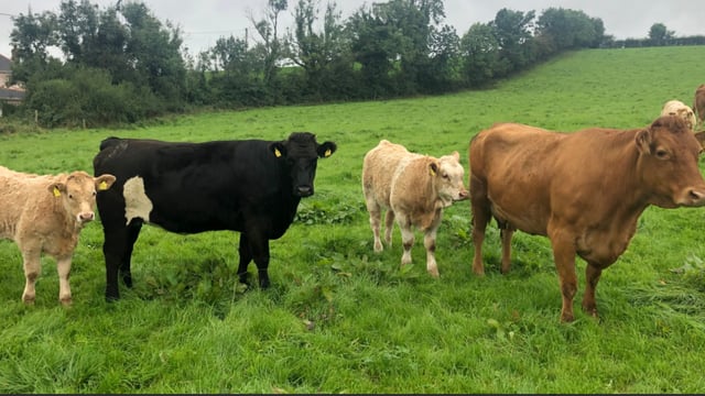 TD says her hopes of sons staying in suckler farming 'are dwindling'