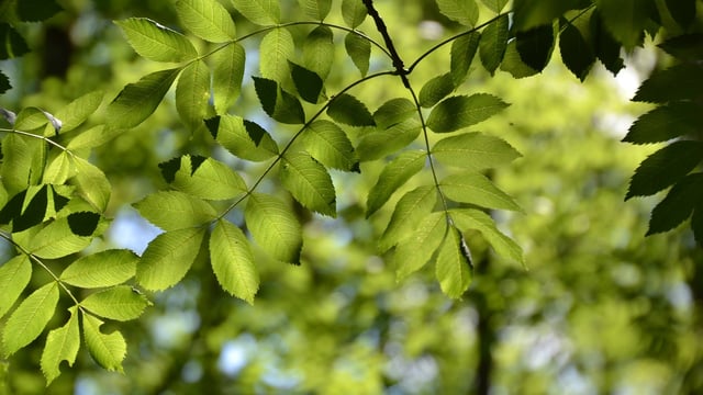 Storm 'reveals ash dieback in fallen trees' - senator