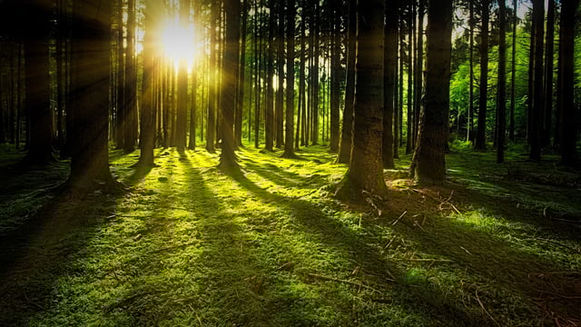 Forestry Knowledge Transfer Group Scheme re-opens