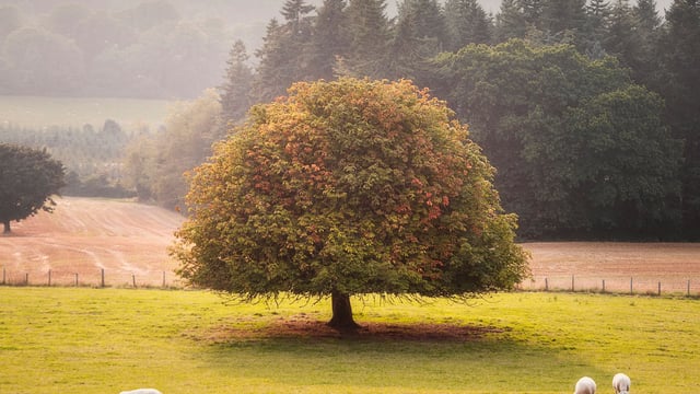 Victories for Wicklow and Cork in forest photo competition
