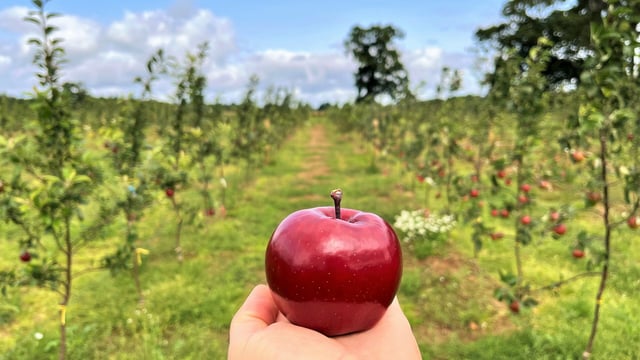 'The perfect apple' claims top honours in photo competition