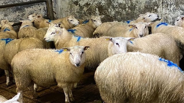 Sheep marts: Factory and butcher lambs in 'good demand'