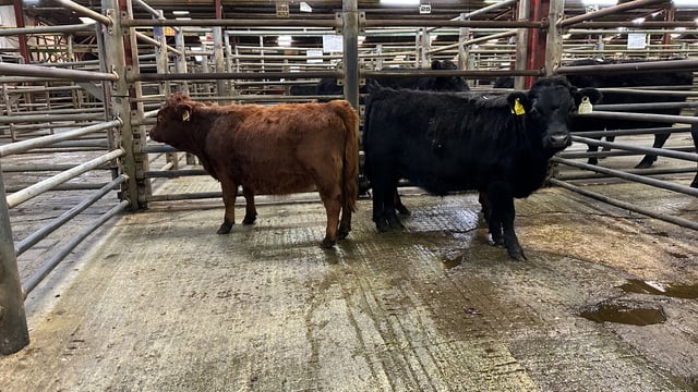 Mart report: Donegal Dexter Cattle Group annual sale