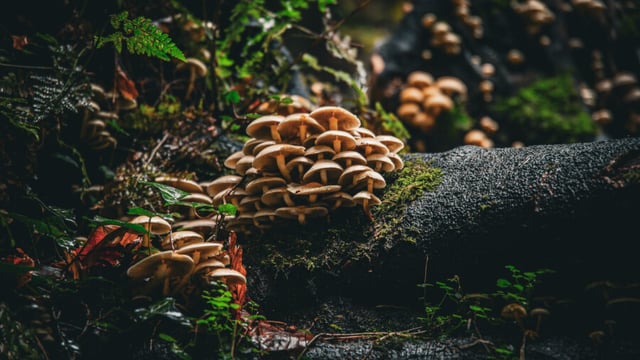 Galway winner of photo competition on 'trees and biodiversity'