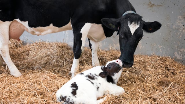 What are the advantages and disadvantages of cow-calf contact?
