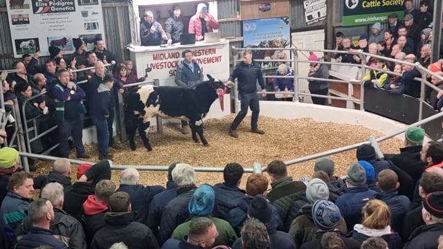 Belgian Blue weanling makes €21,500 at Carrick Winter Fair