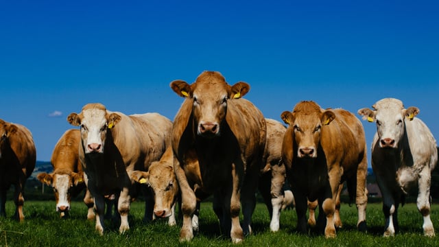 EU officially registers Irish Grass Fed Beef PGI