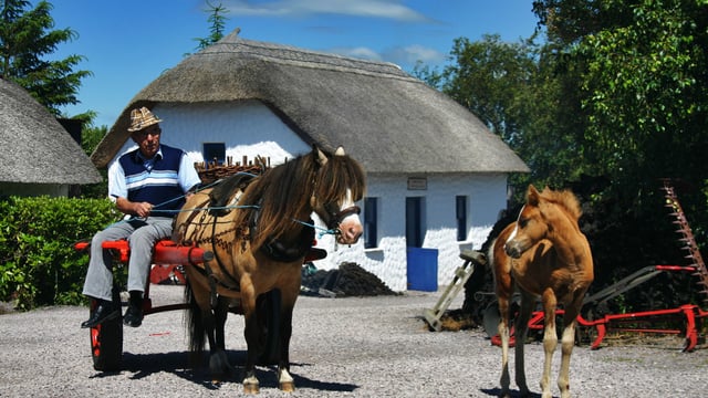 Initiative promotes one of  country's rarest pony breeds