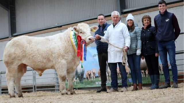 Top price of €9,000 at Tullamore Charolais bull sale
