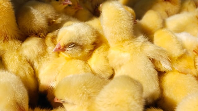 Dutch company secures €40m loan to end culling of male chicks