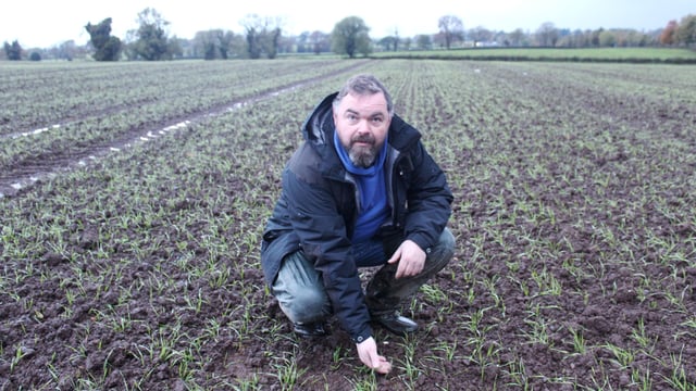 Tillage Focus: Crop of Spearhead winter wheat in Antrim