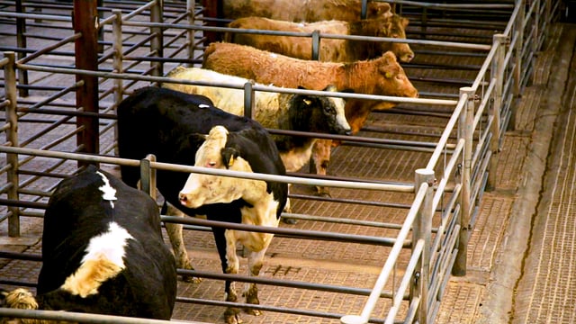 Cattle slaughterings down 10.6% in May - CSO