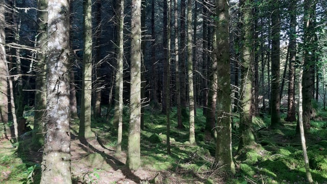 DAFM issued 50 forestry licences last week