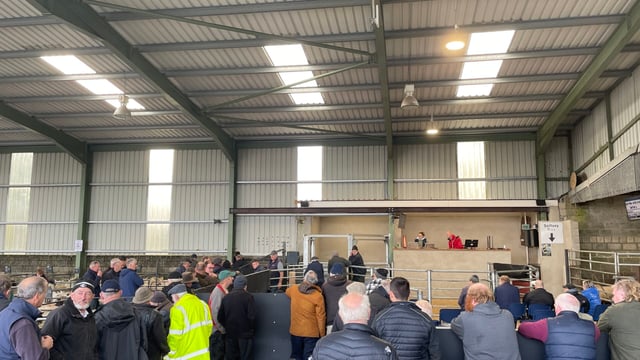Sheep marts: Heavy lambs at Blessington Mart up €5/head