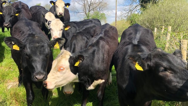 Beef Conference: Are 250kg carcass dairy-beef heifers the way to go?