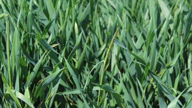 Grass weed conference: Awareness 'critical' for control measures