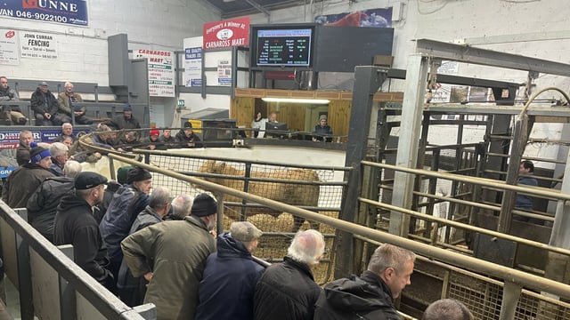 Mart report: Buyer confidence high at Carnaross bullock sale