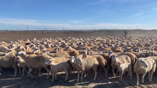 A Spanish farm with 3,000 sheep and a turnover of €250,000