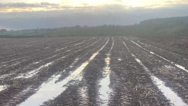 Cork family crisp business appeals for help to pick beetroot crop