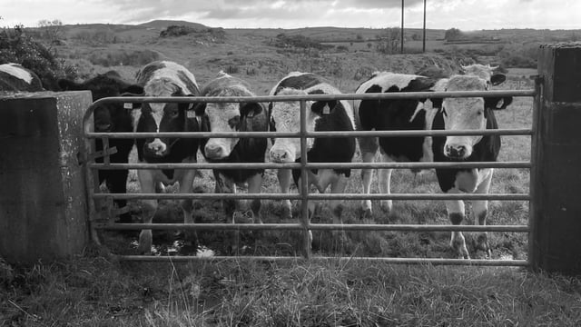 Tributes paid on passing of Meath-based cattle dealer