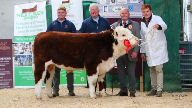 National Hereford Calf Show set for Offaly this weekend