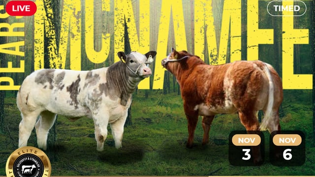 McNamee timed auction draws to a close this evening
