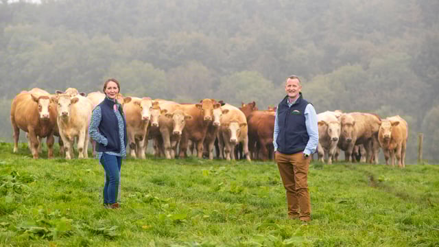 Dawn Meats sources 96% of Irish cattle from QA farms