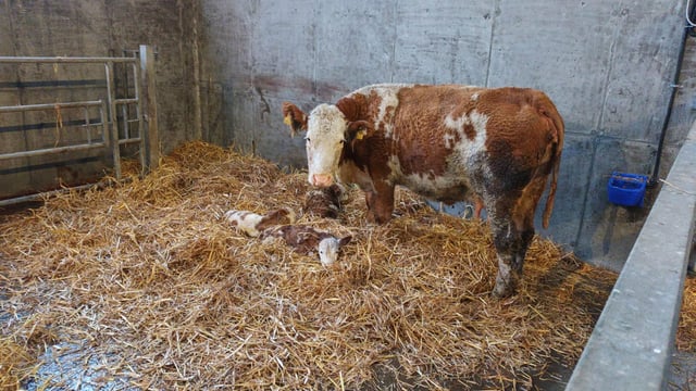 Second Mayo farmer surprised by triplet calves