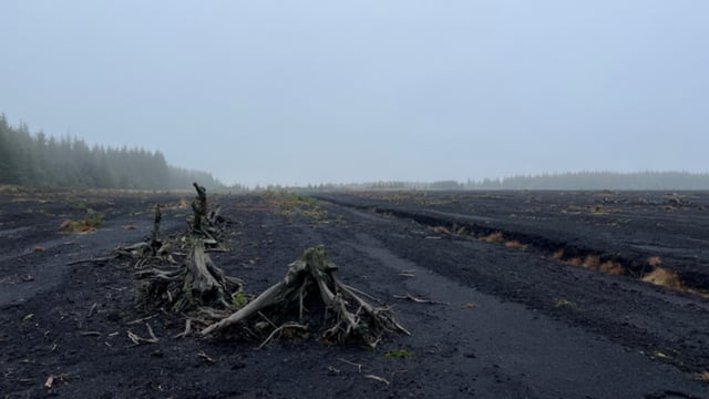 Tyrone bog to be transformed into peatland restoration hub