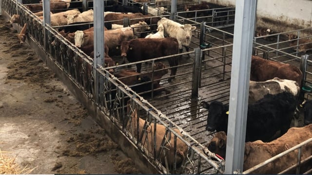 Advice: Cattle coughing post-housing should not be ignored