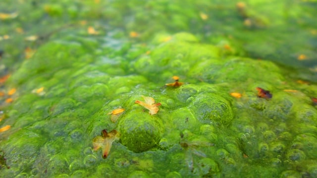 Lough Neagh: First 2025 sighting of algae confirmed