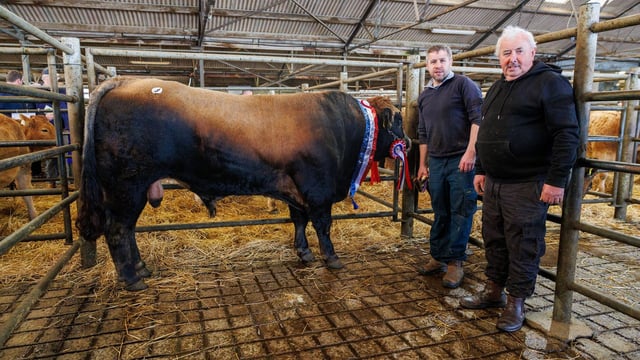 Longford-bred bull takes top title at Aubrac show and sale