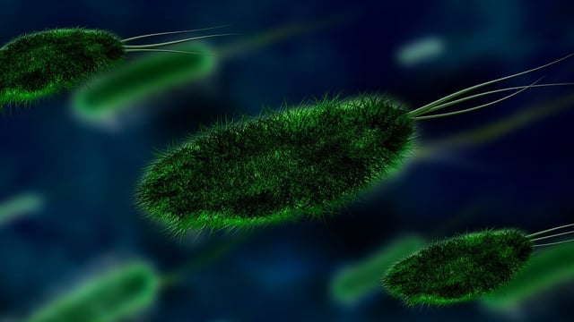 Research: Antibiotic removal not a 'reset button' for AMR