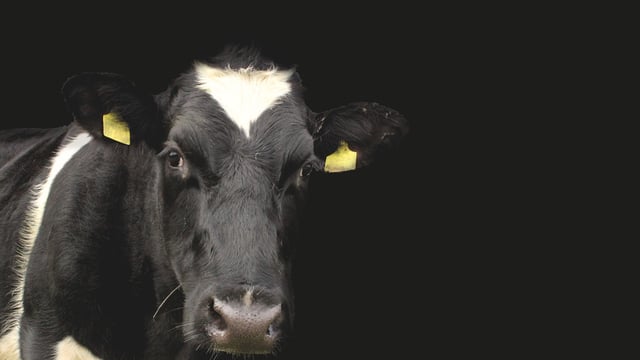 2 further cases of BTV detected in Kent