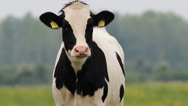 Culling badgers 'will not' eradicate bTB  - cattle vet