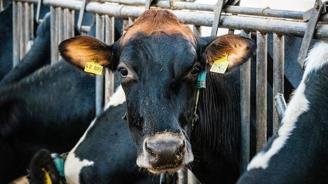 CSO: Domestic milk intake down by 47.6m litres in March