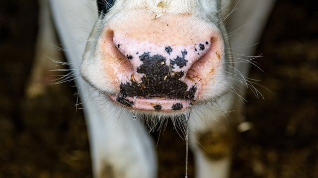 IFA holding animal health-focused county executive meetings