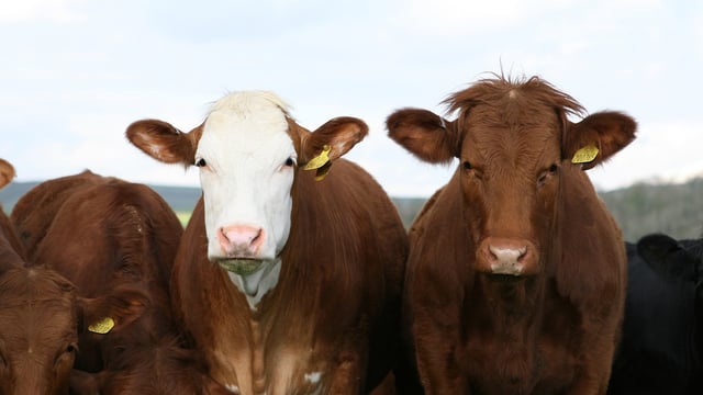 CSO: Cattle slaughterings fell 5,000 head in first two months of 2025