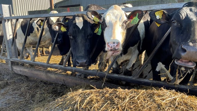 Reacting to tight grass supplies: More silage or concentrates?