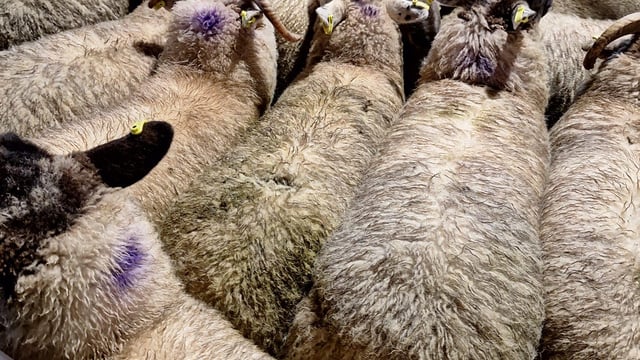 ICSA: 'Factories are making indefensible cuts' to lamb prices