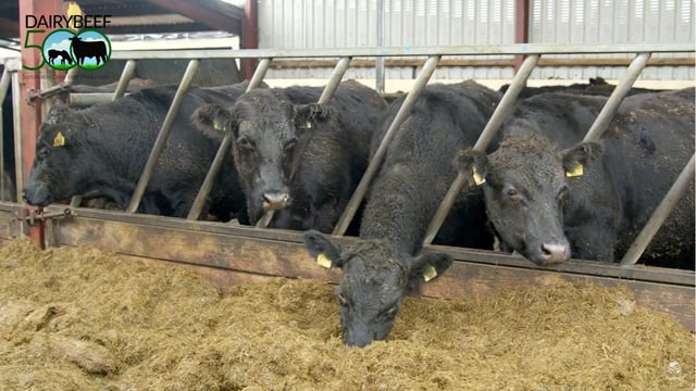 Video: How much meal should I feed cattle this winter?