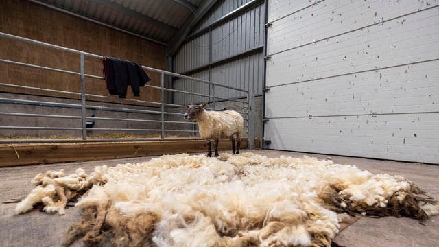 'Britain's loneliest sheep' rescued at the foot of Scottish cliffs after two years