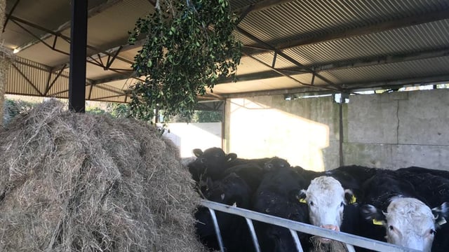 Deck the cattle sheds with boughs of holly?