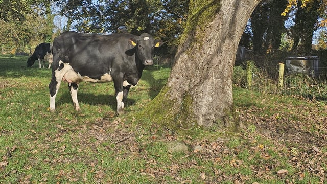 Cashel Blue herd set for full dispersal sale