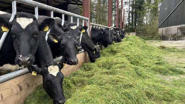 Dairy Throwback: Components and longevity evident in Coolmohan herd